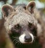 African Civet (Civettictis civetta)