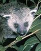 Asiatic Bearcat (Arctictis binturong)