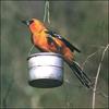 Altamira Oriole (Icterus gularis)