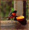 Baltimore Oriole (Icterus galbula)