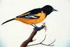 Baltimore Oriole (Icterus galbula)