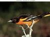 Baltimore Oriole (Icterus galbula)