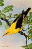 [Animal Art - Basil Ede] Eurasian Golden Oriole (Oriolus oriolus)