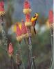 Hooded Oriole (Icterus cucullatus)