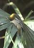 Hooded Oriole (Icterus cucullatus)