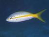 Yellowtail Snapper (Lutjanus argentiventris)