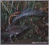 Superb Lyrebird (Menura novaehollandiae)