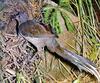 Superb Lyrebird (Menura novaehollandiae)