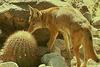 Desert Fox (Vulpes sp.)