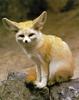 Fennec Fox (Vulpes zerda)