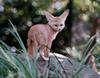 Fennec Fox (Vulpes zerda)