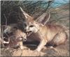 Fennec Fox (Vulpes zerda)