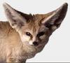 Fennec Fox (Vulpes zerda)