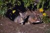 Gray Fox (Urocyon cinereoargenteus)