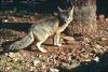 Gray Fox (Urocyon cinereoargenteus)