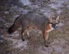 Gray Fox (Urocyon cinereoargenteus)