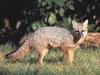 Gray Fox (Urocyon cinereoargenteus)