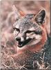 Gray Fox (Urocyon cinereoargenteus)