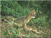 Gray Fox (Urocyon cinereoargenteus)