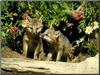 Gray Fox puppies (Urocyon cinereoargenteus)