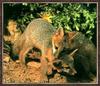 Gray Fox puppies (Urocyon cinereoargenteus)