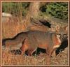 Gray Fox (Urocyon cinereoargenteus)