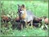 Gray Fox (Urocyon cinereoargenteus)