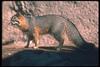 Gray Fox (Urocyon cinereoargenteus)