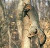 Gray Fox (Urocyon cinereoargenteus)