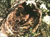 Gray Fox puppies (Urocyon cinereoargenteus)