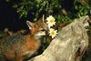 Gray Fox (Urocyon cinereoargenteus)