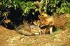 Gray Fox (Urocyon cinereoargenteus)