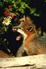 Gray Fox (Urocyon cinereoargenteus)