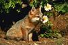 Gray Fox (Urocyon cinereoargenteus)