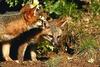 Gray Fox (Urocyon cinereoargenteus)