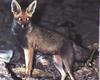 Kit Fox (Vulpes velox)