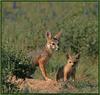 Kit Fox (Vulpes macrotis)