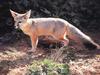 Kit Fox (Vulpes macrotis)