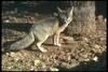 Kit Fox (Vulpes macrotis)