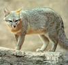 Kit Fox (Vulpes macrotis)