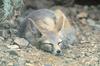 Kit Fox (Vulpes velox)