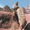 Kit Fox (Vulpes macrotis)