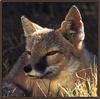 Swift Fox (Vulpes velox)