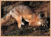 Swift Fox (Vulpes velox)