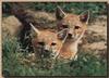 Swift Fox puppies (Vulpes velox)