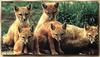 Swift Fox puppies (Vulpes velox)