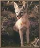 Swift Fox (Vulpes velox)