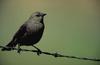 Brown-headed Cowbird (Molothrus ater)