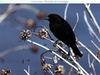 Brown-headed Cowbird (Molothrus ater)