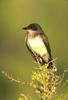 Eastern Kingbird (Tyrannus tyrannus)